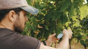 Dall’Abruzzo a Bali, l'app meteo per i vigneti protegge i campi dalle malattie. «I dati per anticipare le emergenze»